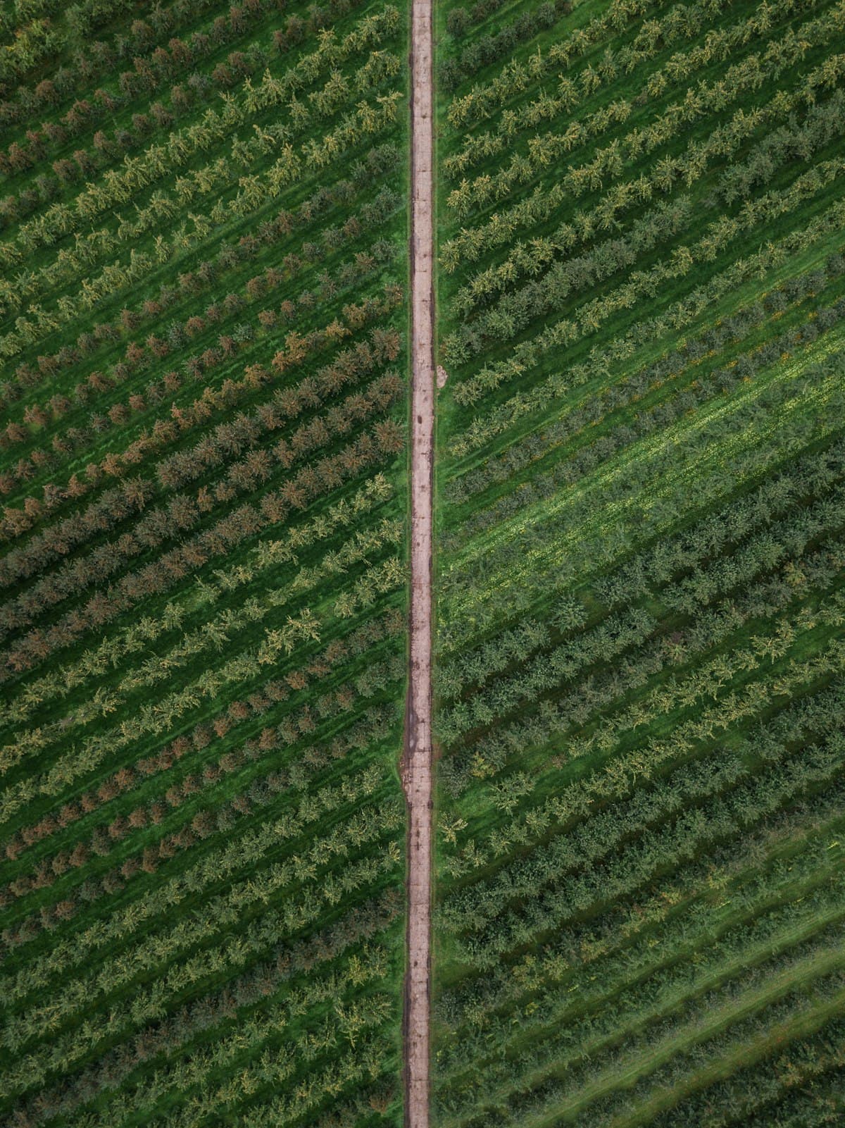 North Florida cropland from above